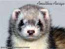 Amalthea Auriga Brilliant Ferrets