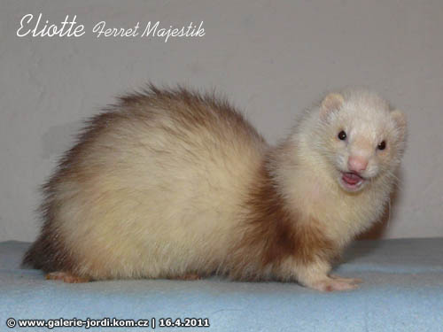 Eliotte Ferret Majestik