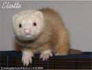 Eliotte Ferret Majestik