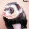 Frodo