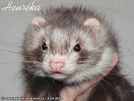 Heurka the ferret is here Medov kvt