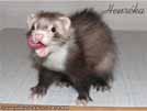 Heurka the ferret is here Medov kvt