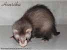 Heurka the ferret is here Medov kvt