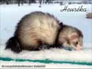 Heurka the ferret is here Medov kvt