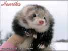 Heurka the ferret is here Medov kvt