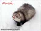 Heurka the ferret is here Medov kvt