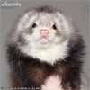 Heurka the ferret is here Medov kvt