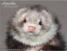 Heurka the ferret is here Medov kvt