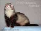 Heurka the ferret is here Medov kvt