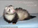 Heurka the ferret is here Medov kvt