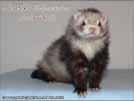 Heurka the ferret is here Medov kvt