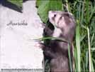 Heurka the ferret is here Medov kvt