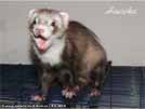 Heurka the ferret is here Medov kvt