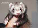 Heurka the ferret is here Medov kvt