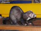 Heurka the ferret is here Medov kvt