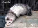 Heurka the ferret is here Medov kvt