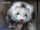 Heurka the ferret is here Medov kvt