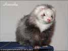 Heurka the ferret is here Medov kvt