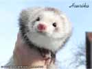 Heurka the ferret is here Medov kvt