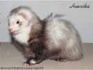 Heurka the ferret is here Medov kvt