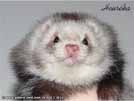 Heurka the ferret is here Medov kvt