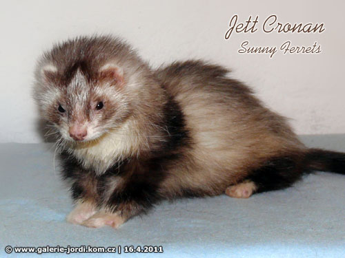 Jett Cronan Sunny Ferrets