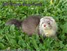 Jett Cronan Sunny Ferrets