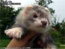 Jett Cronan Sunny Ferrets