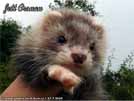 Jett Cronan Sunny Ferrets