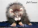 Jett Cronan Sunny Ferrets