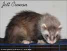 Jett Cronan Sunny Ferrets