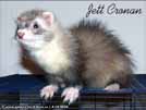 Jett Cronan Sunny Ferrets