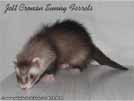 Jett Cronan Sunny Ferrets