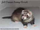 Jett Cronan Sunny Ferrets