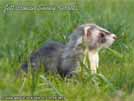 Jett Cronan Sunny Ferrets