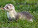 Jett Cronan Sunny Ferrets