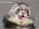 Jett Cronan Sunny Ferrets