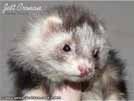 Jett Cronan Sunny Ferrets