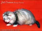 Jett Cronan Sunny Ferrets