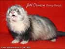 Jett Cronan Sunny Ferrets