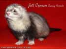 Jett Cronan Sunny Ferrets