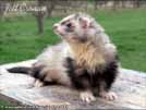 Jett Cronan Sunny Ferrets