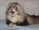 Jett Cronan Sunny Ferrets