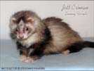 Jett Cronan Sunny Ferrets