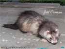 Jett Cronan Sunny Ferrets