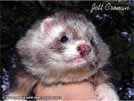 Jett Cronan Sunny Ferrets