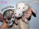 Luna Yasmin's ferrets