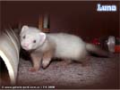 Luna Yasmin's ferrets