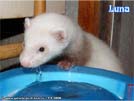 Luna Yasmin's ferrets