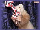 Luna Yasmin's ferrets